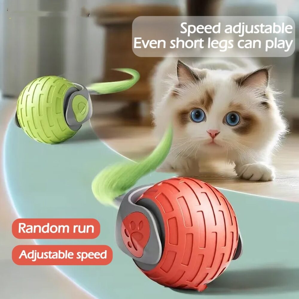 Cat Toys